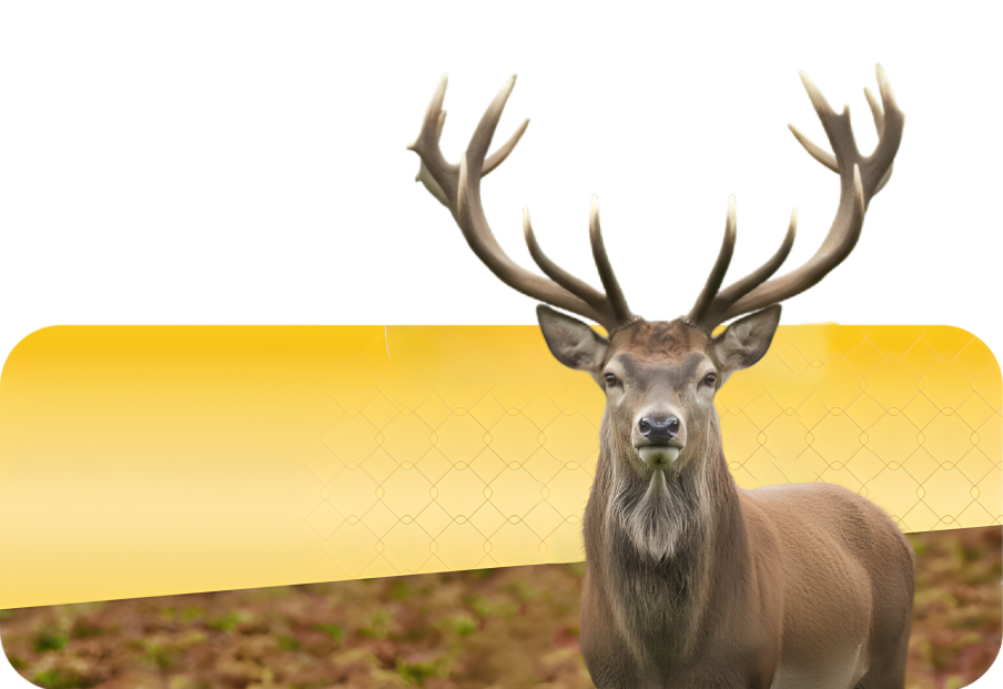 مرالو در یک نگاه